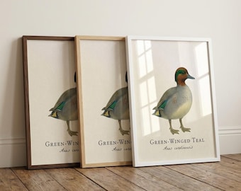Green-Winged Teal Framed Print – Vintage Scientific Illustration of Anas carolinensis