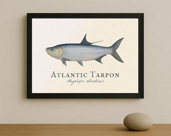 Lámina enmarcada de sábalo atlántico: ilustración científica vintage de Megalops atlanticus