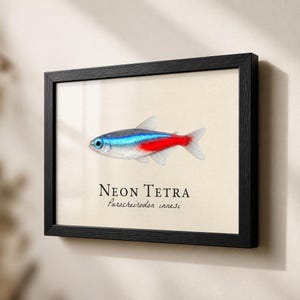 May include: A framed print of a Neon Tetra fish illustration. The fish has a blue stripe above a red stripe, with a blue eye and a silver body. The text "Neon Tetra Paracheirodon innesi" is below the fish. The frame is black.