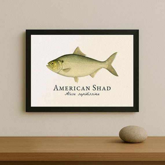 アメリカンシャッドの額入りプリント – Alosa sapidissimaの 