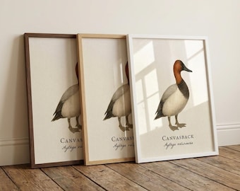 Canvasback gerahmter Druck - Vintage wissenschaftliche Illustration von Aythya valisineria