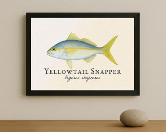 Yellowtail Snapper Framed Print – Vintage Scientific Illustration of Ocyurus chrysurus