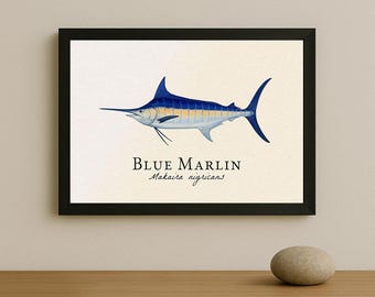 Blue Marlin Framed Print – Vintage Scientific Illustration of
