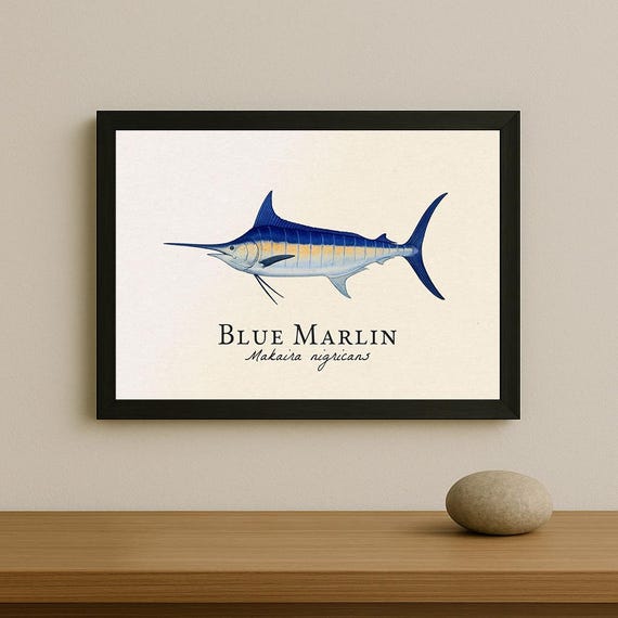 Blue Marlin Framed Print – Vintage Scientific Illustration of