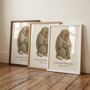 Japanese Macaque Framed Print – Vintage Scientific Illustration of Macaca fuscata