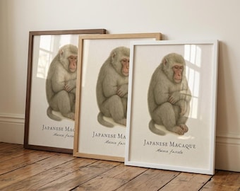 Japanese Macaque Framed Print – Vintage Scientific Illustration of Macaca fuscata