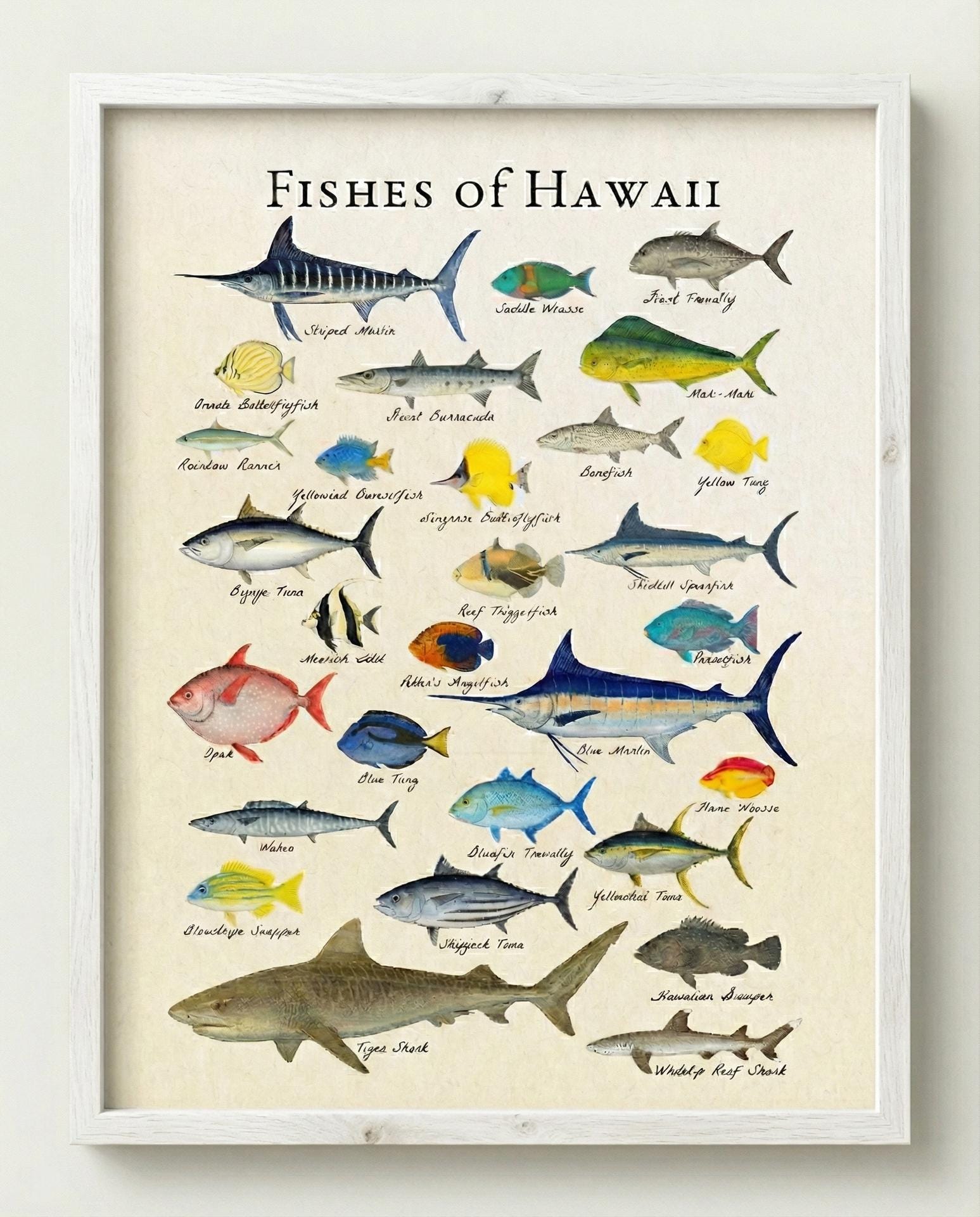 【希少】HAWAIIAN FISHESハワイの魚の画集　洋書 il_fullxfull.7757648333_95hh.jpg