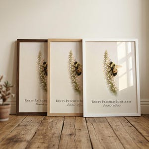Rusty Patched Bumblebee Framed Print – Vintage Scientific Illustration of Bombus affinis