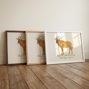 Oprawiony wydruk z antylopą kozią, ilustracja z safari w stylu vintage, dekoracja domku myśliwskiego, Hippotragus equinus