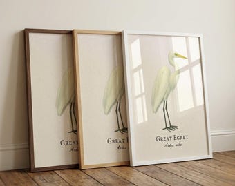 Great Egret Framed Print – Vintage Scientific Illustration of Ardea alba