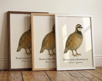 Nördlicher Bobwhite gerahmter Druck - Vintage wissenschaftliche Illustration von Colinus Virginianus