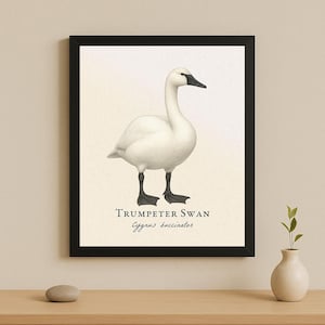 Trumpeter Swan Framed Print – Bird Art of Cygnus buccinator