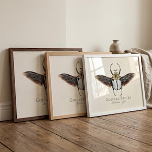 Puede incluir: Tres impresiones enmarcadas con una ilustración detallada de un escarabajo Goliat con las alas abiertas. Los marcos son de diferentes colores: marrón oscuro, marrón claro y blanco. El texto "GOLIATH BEETLE" está impreso debajo de la ilustración del escarabajo.