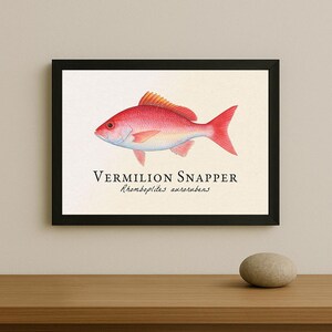 May include: A framed print displaying a Vermilion Snapper illustration. The fish is rendered in red hues, with yellow highlights on its fins, against a cream backdrop. The text "Vermilion Snapper" and scientific name are below the image.