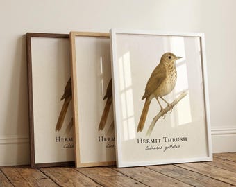 Hermit Thrush Framed Print – Vintage Scientific Illustration of Catharus guttatus