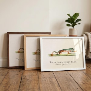 May include: Three framed prints showcasing a detailed illustration of a Tiger Leg Monkey Frog on bamboo. The frames are walnut, natural wood, and white. The text "Tiger Leg Monkey Frog" is displayed.