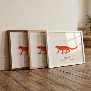 May include: Three framed prints featuring a red eft illustration. Each print has a different frame color: dark brown, light wood, and white. The red eft is depicted with its scientific name, Notophthalmus viridescens, below.