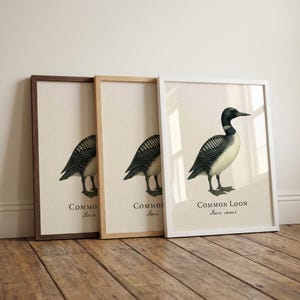 Common Loon Framed Print – Vintage Scientific Illustration of Gavia immer