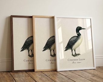 Lámina enmarcada de colimbo común, ilustración vintage de aves acuáticas, decoración para casa de lago, Gavia immer