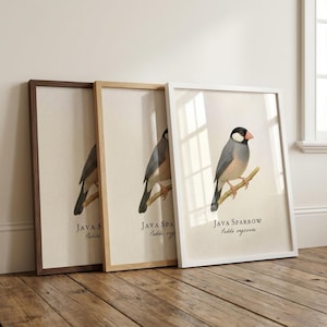 Stampa incorniciata di Java Sparrow – Illustrazione scientifica d'epoca di Padda oryzivora