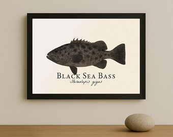 Black Sea Bass Framed Print – Vintage Scientific Illustration of Stereolepis gigas