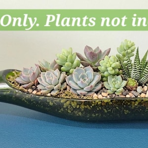 Sidoskuren Champagne-flaskplanter