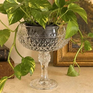 May include: A clear glass pedestal bowl with a diamond-cut pattern containing a trailing pothos plant with variegated green and yellow heart-shaped leaves. The bowl features a thick stem and a circular base, holding a black plastic nursery pot.