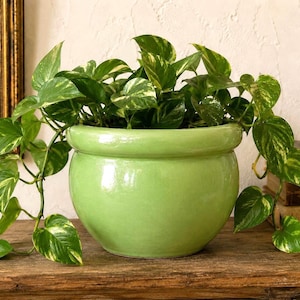 May include: A glossy, light green, round ceramic planter containing a trailing pothos plant with variegated heart-shaped leaves. The plant features green foliage with splashes of cream and yellow, spilling over the edges of the smooth pot.