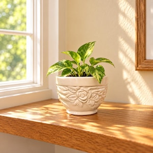 May include: A small, variegated pothos plant with green and yellow heart-shaped leaves potted in a cream-colored ceramic bowl featuring a raised, embossed floral rose pattern around the exterior surface of the container.