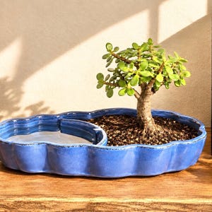 May include: A blue ceramic planter with a scalloped edge, divided into two sections. One side contains a small green jade plant potted in dark soil, while the other side is a smooth, shallow basin filled with clear water.