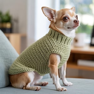 May include: A small, light brown and white Chihuahua dog wearing a light green, knitted turtleneck sweater. The dog is sitting on a light blue surface, with a blurred background of a room.
