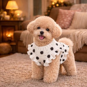 May include: A light brown poodle wearing a white crocheted collar with black polka dots and a ruffled edge. The dog is standing on a light brown carpet, with a blurred background of a couch and a lamp.