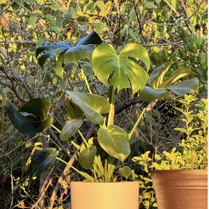 indoor flower pot