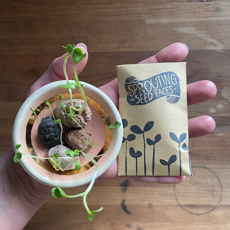 Stages of seed germination image