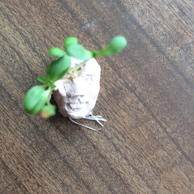 Unusual Gift 5 Sprouting Seed Faces Plantable Paper with Edible Sprouts image 3