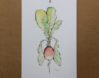 Watercolor/Ink-Food-Fruits/Vegetables-Radish