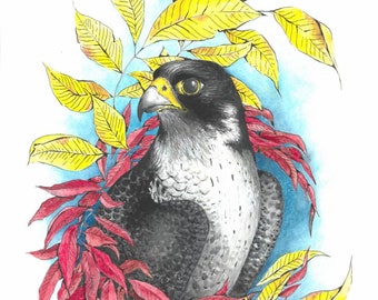 Peregrine Falcon with Fall Leaves print