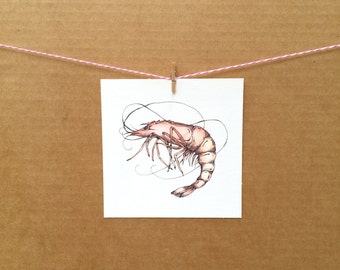 Watercolor/Ink-Animal-Crustacean-Shrimp