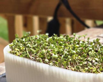 Self-Watering Microgreens Sprouting Tray – Stylish 3-Piece Indoor Garden