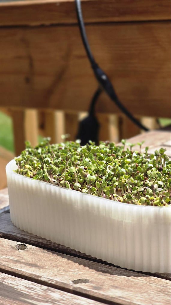 Eco-Friendly Microgreens Tray Set