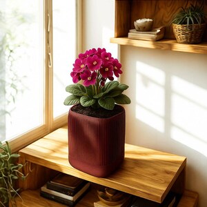 May include: A potted African violet plant with vibrant magenta flowers and green leaves. The plant sits in a burgundy, ribbed, square-shaped pot. The pot is on a wooden shelf near a window, with additional wooden shelves in the background.