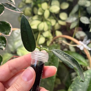 May include: A clear glass vial filled with dark material, held in front of a backdrop of green foliage. The vial is capped with a clear plastic stopper. Two green leaves extend from the top of the vial.
