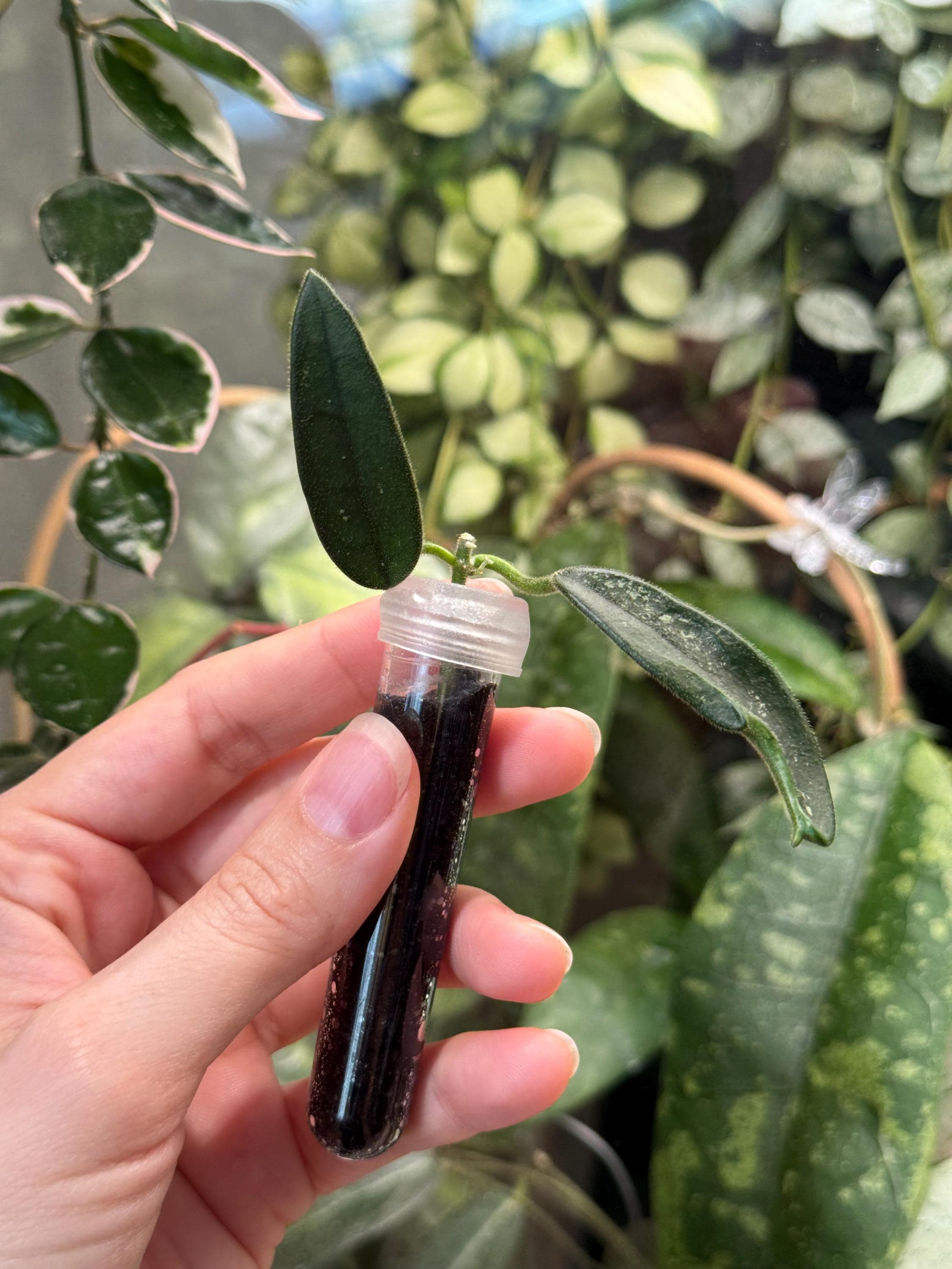 Hoya Lyi Noid - Etsy