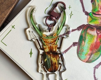 Cyclommatus, escarabajo, insecto, llavero, entomología, ciervo volante, entomología