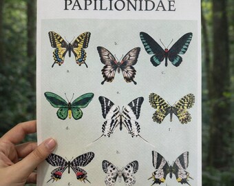 Papillonidae | Impresión A4