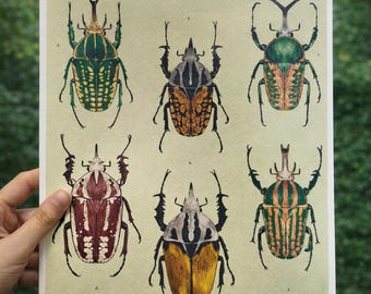 Mecynorhina | Impresión A4