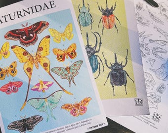 Grabados originales de entomología y paleontología