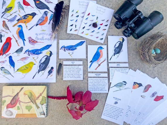 Bird Unit Bundle  Watercolor Homeschool Bird Study