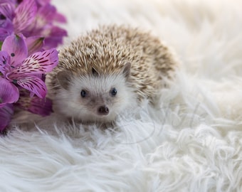 Cute Pet Stock Image Hedgehog Beside Purple Flowers