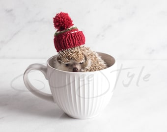 Cute Pet Stock Image Hedgehog In Tea Cup With Winter Hat On Marble Background